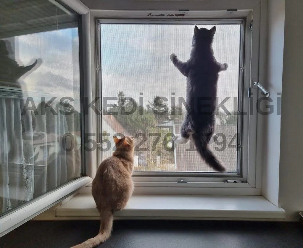 Akpınar'da kedi sinekliği uygulaması