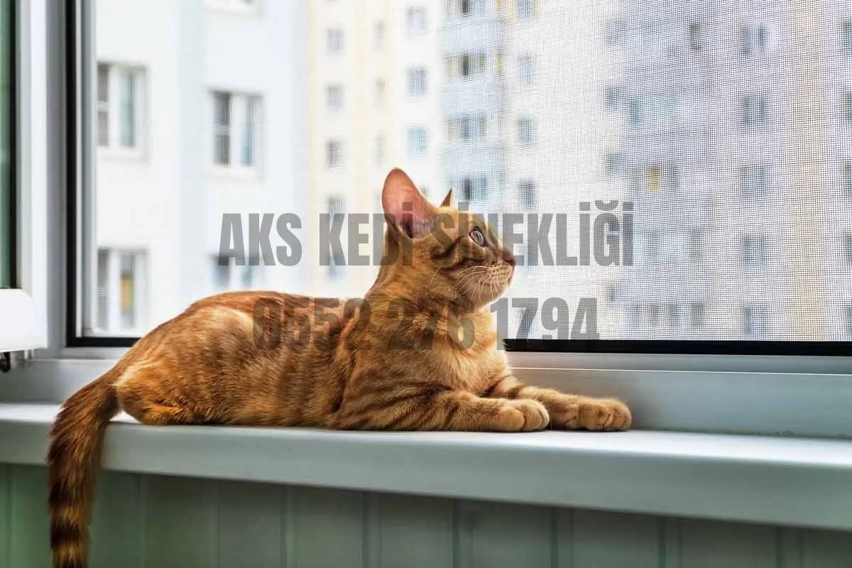 Alacaatlı'da kedi sinekliği uygulaması